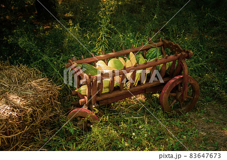 Decorations for harvest festival with a wooden manger with gifts from the fields of corn, watermelon, zucchini standing in the garden near the house Decorations for harvest festival with a wooden manger with gifts from the fields of corn, watermelon, zucchini standing in the garden near the house 83647673