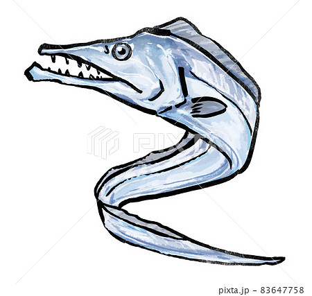 タチウオ 太刀魚 イラスト タチウオ 太刀魚 イラスト 83647758