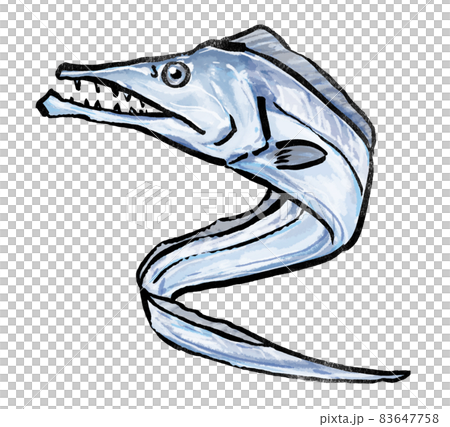 タチウオ 太刀魚 イラスト タチウオ 太刀魚 イラスト 83647758
