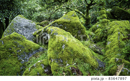 Wistman's Wood - mystic oakwood on Dartmoor, Devon, United Kingdom Wistman's Wood - mystic oakwood on Dartmoor, Devon, United Kingdom 83647897