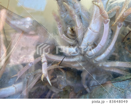 Plenty of fresh crayfish. Raw crayfish are plentiful. crawfish, closeup, river 83648049