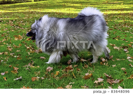 Keeshond - medium-sized dog with a plush, two-layer coat of silver and black fur and curled tail 83648096