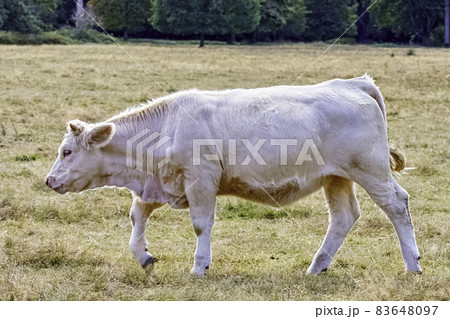 Charolais cattle - young bulls on British farm Charolais cattle - young bulls on British farm 83648097
