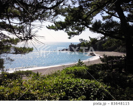 砂浜の松林 海岸 /写真 砂浜の松林 海岸 /写真 83648115