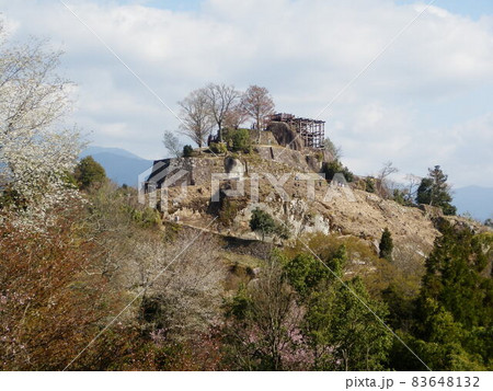 散桜の城跡 樹木／写真 83648132