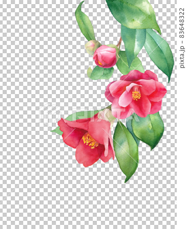 Watercolor illustration of red camellia hanging from the top. Watercolor illustration of red camellia hanging from the top. 83648322