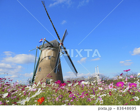 千葉県佐倉ふるさと広場 風車とコスモス 千葉県佐倉ふるさと広場 風車とコスモス 83648695