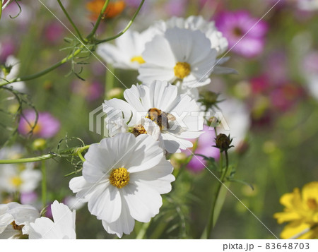 千葉県佐倉ふるさと広場　風車とコスモス 83648703