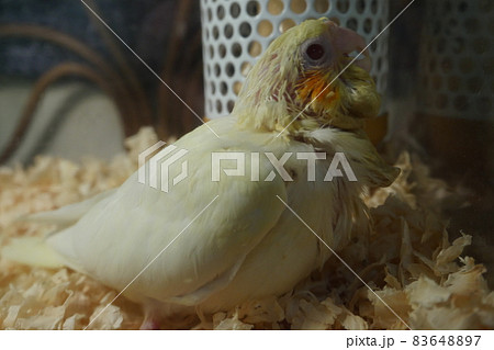 インコ オウム いんこ 83648897