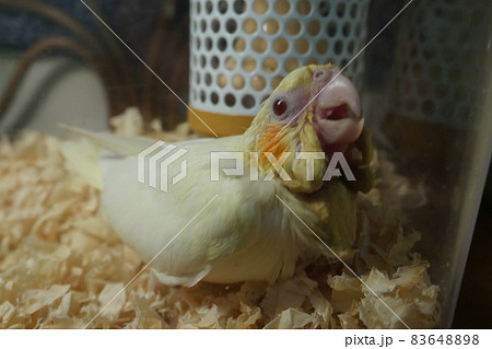 鳥類 家禽 野鶏 83648898