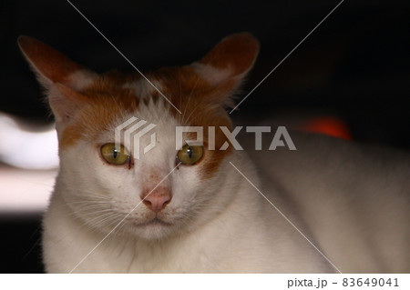 猫 ねこ ネコ 83649041