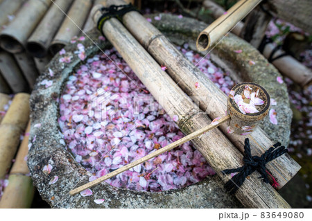 上品蓮台寺、歓喜天社の手水鉢に散るソメイヨシノの花弁 83649080