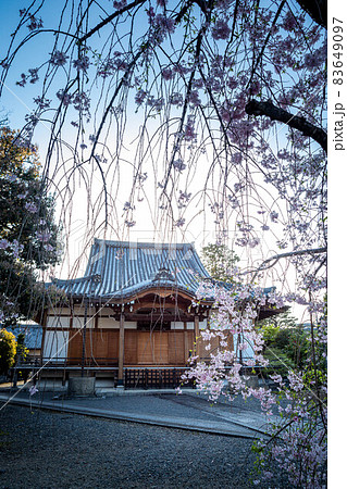 上品蓮台寺、澄んだ夕空を背に建つ本堂と満開のベニシダレザクラ 83649097