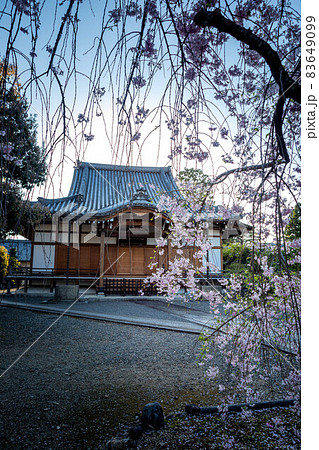 上品蓮台寺、澄んだ夕空を背に建つ本堂と満開のベニシダレザクラ 上品蓮台寺、澄んだ夕空を背に建つ本堂と満開のベニシダレザクラ 83649099