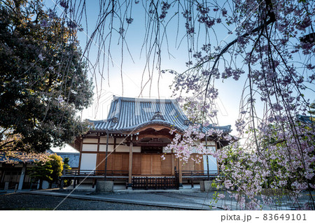 上品蓮台寺、澄んだ夕空を背に建つ本堂と満開のベニシダレザクラ 上品蓮台寺、澄んだ夕空を背に建つ本堂と満開のベニシダレザクラ 83649101