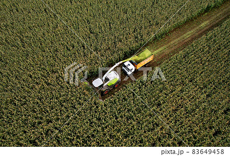 Forage harvester on maize cutting for silage in field.  83649458