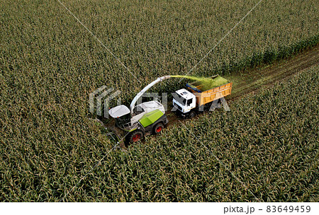 Forage harvester on maize cutting for silage in field.  83649459