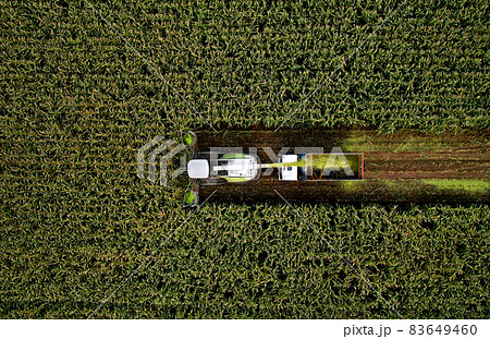Forage harvester on maize cutting for silage in field.  83649460