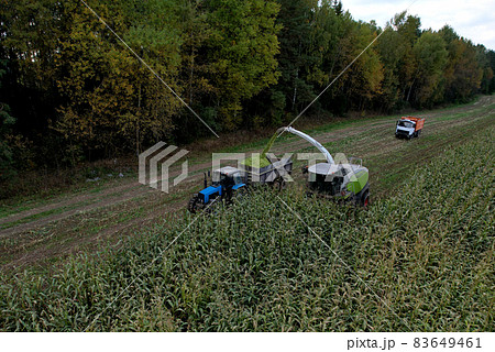 Forage harvester on maize cutting for silage in field.  83649461