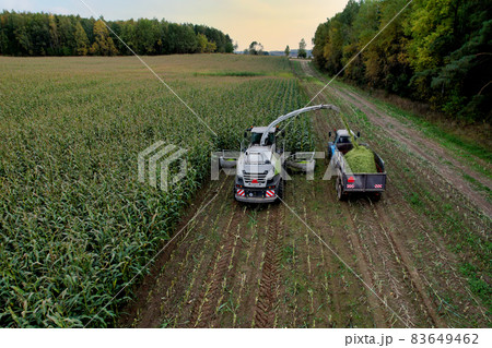 Forage harvester on maize cutting for silage in field.  83649462