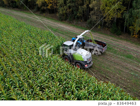 Forage harvester on maize cutting for silage in field.  83649463