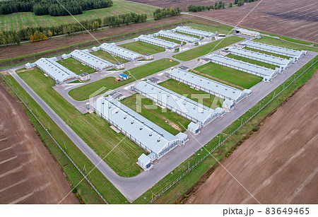 Farm building with cows and pigs in the village, aerial view.  83649465