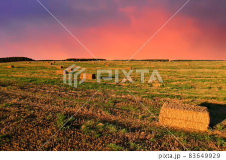 Haystack on field on blue sky background. Hay bale from residues grass. Hay stack for agriculture. 83649929