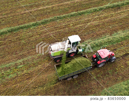 Forage harvester during grass cutting for silage in field.  83650000