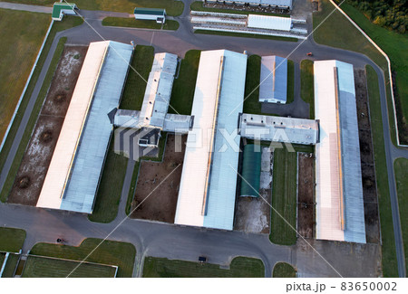 Farm with cows and pigs in the village, aerial view.  83650002