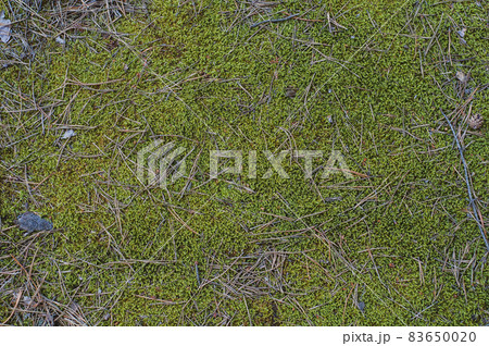 Surface land in forest close-up, top view. Background from green moss and fallen pine needles.Nature outdoors. Surface land in forest close-up, top view. Background from green moss and fallen pine needles.Nature outdoors. 83650020