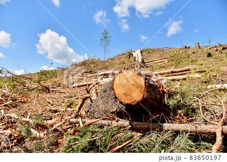 Deforestation forest and Illegal logging. Cutting trees. Deforestation forest and Illegal logging. Cutting trees. 83650197