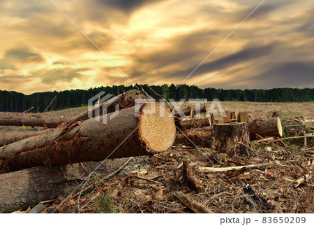 Felled tree against the sunset. Cutting trees at forests  83650209