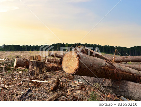 Felled tree against the sunset. Cutting trees at forests  83650210