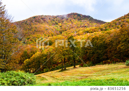 蔵王連峰　山形蔵王　紅葉の蔵王高原トレッキングコースから五郎岳を見上げる 83651256