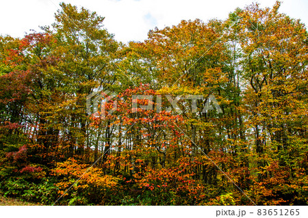 蔵王連峰 山形蔵王 蔵王高原トスキーコース 紅葉と黄葉 蔵王連峰 山形蔵王 蔵王高原トスキーコース 紅葉と黄葉 83651265