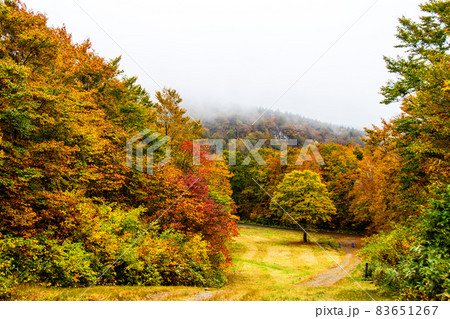 蔵王連峰 山形蔵王 蔵王高原トスキーコース 紅葉と黄葉 蔵王連峰 山形蔵王 蔵王高原トスキーコース 紅葉と黄葉 83651267