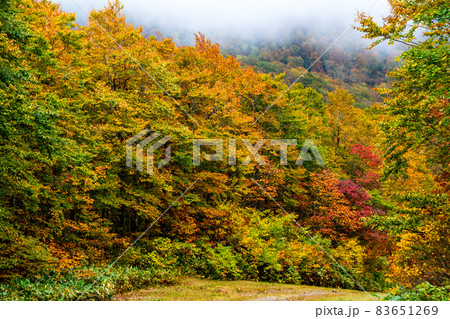 蔵王連峰 山形蔵王 蔵王高原トスキーコース 紅葉と黄葉 蔵王連峰 山形蔵王 蔵王高原トスキーコース 紅葉と黄葉 83651269