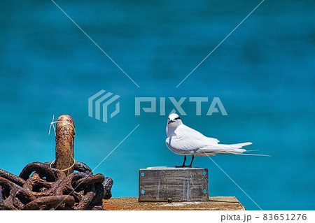 アジサシ 83651276