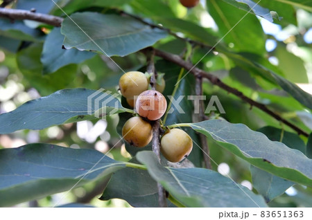 マメガキの実 83651363