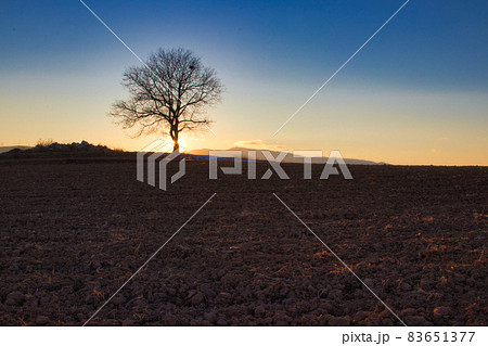 一本木の夕景 83651377