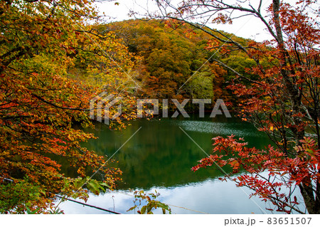 蔵王連峰　山形蔵王　蔵王中央高原　ドッコ沼の湖畔の紅葉と水鏡 83651507