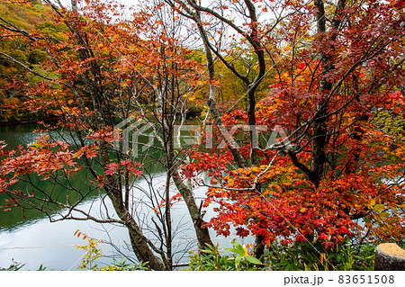 蔵王連峰 山形蔵王 蔵王中央高原 ドッコ沼の湖畔の紅葉と水鏡 蔵王連峰 山形蔵王 蔵王中央高原 ドッコ沼の湖畔の紅葉と水鏡 83651508