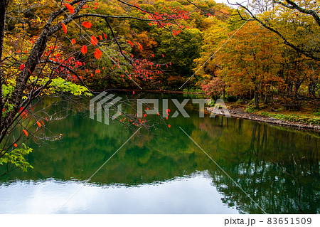 蔵王連峰 山形蔵王 蔵王中央高原 ドッコ沼の湖畔の紅葉と水鏡 蔵王連峰 山形蔵王 蔵王中央高原 ドッコ沼の湖畔の紅葉と水鏡 83651509