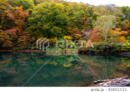 蔵王連峰　山形蔵王　蔵王中央高原　ドッコ沼の湖畔の紅葉と水鏡 83651513
