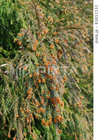 飛散直前の大量のスギの雄花【花粉症イメージ素材】 83651532
