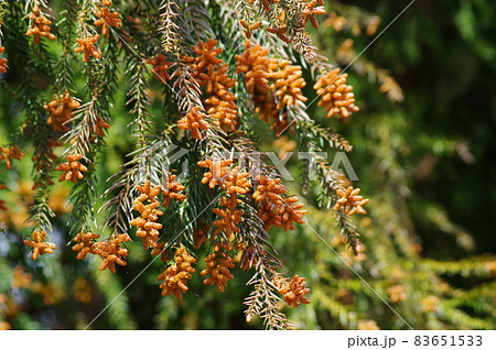 飛散直前のスギ花粉・スギの雄花【花粉症イメージ素材】 飛散直前のスギ花粉・スギの雄花【花粉症イメージ素材】 83651533