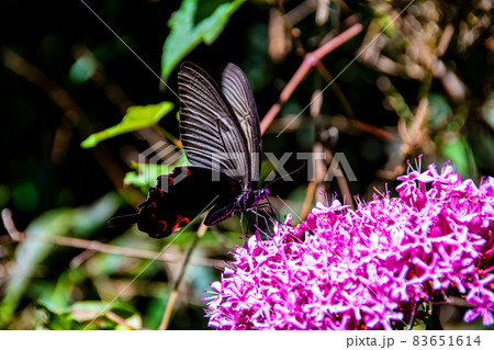 吸蜜するクロアゲハ・雄 83651614