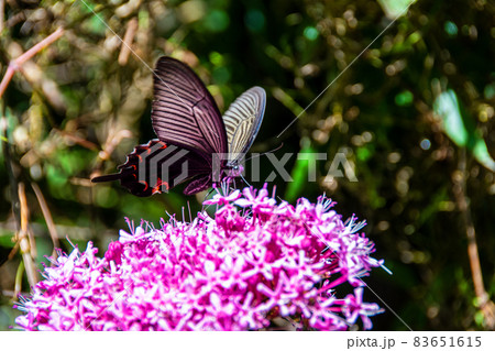 吸蜜するクロアゲハ・雄 83651615