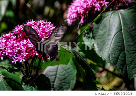 吸蜜するクロアゲハ・雄 83651618