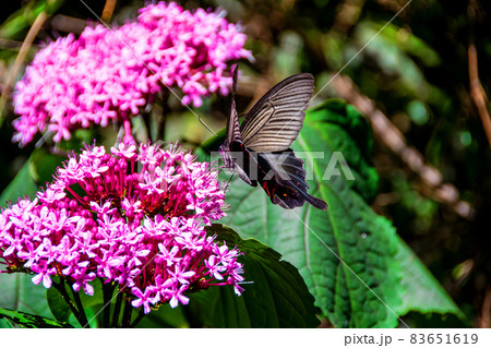 吸蜜するクロアゲハ・雄 83651619